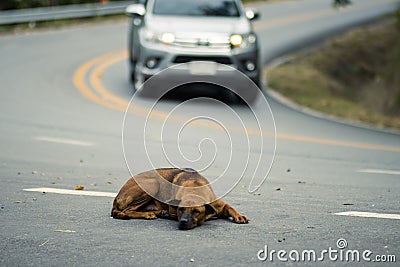selective focus stray dog â€‹â€‹lying on the street There is room for text. The concept of the danger of driving on the road Stock Photo